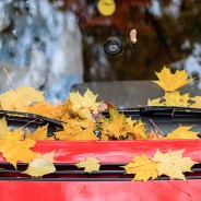 Fall Windscreen Protection Tips